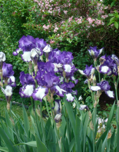 Screenshot 2015-04-01 08.52.35