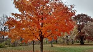 10441040_10207907903801492_1157470789658424942_n