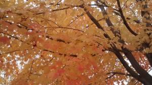 11218857_10207907903521485_3291168080911024215_n