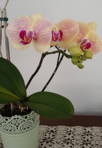 IMG_20170412_152748923