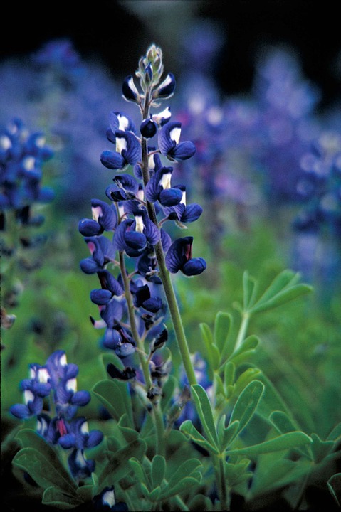 bluebonnet-620467_960_720