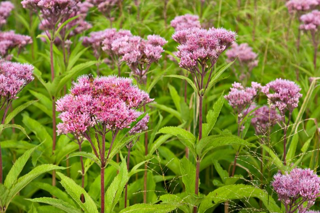 Joe Pye Weed Wild Flowers (Eutrochium)