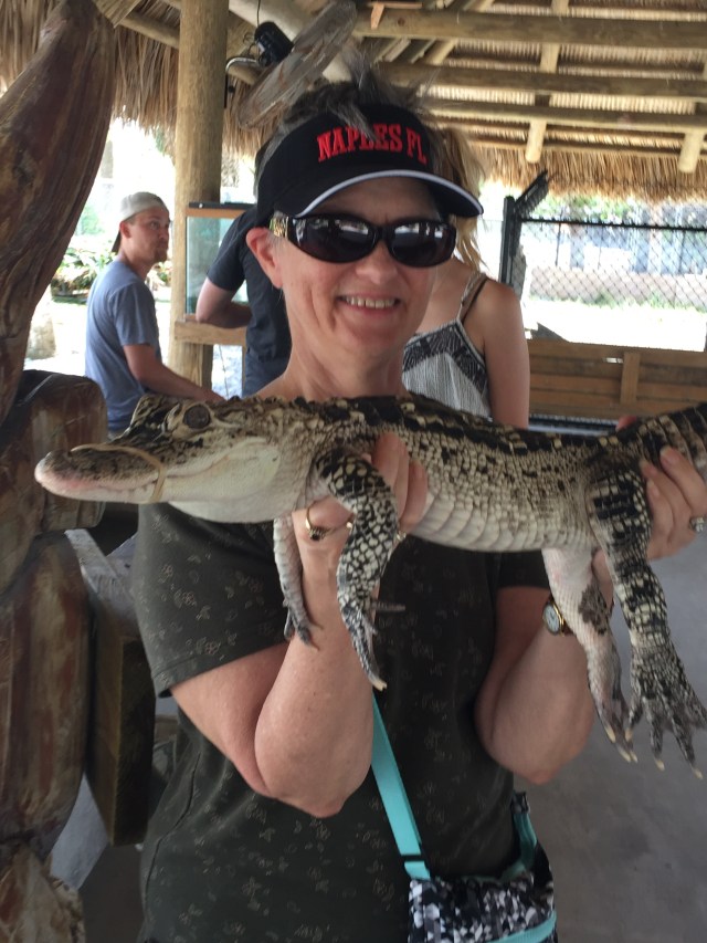 Everglades-alligator