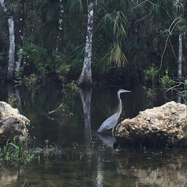 Everglades-bird