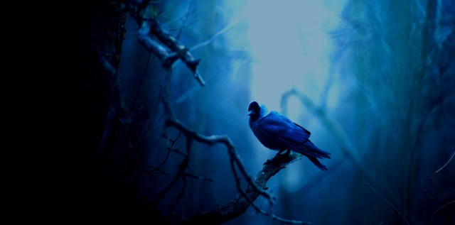 Jyrki Salmi - Jackdaw Alder Grove