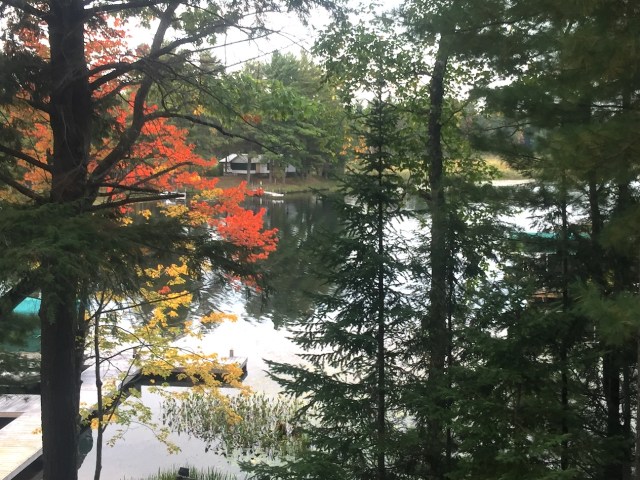 My favorite fall maple tree.JPG