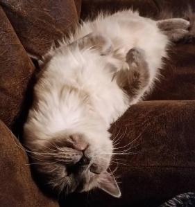 12642451_10208574153291819_5806459260442538160_n