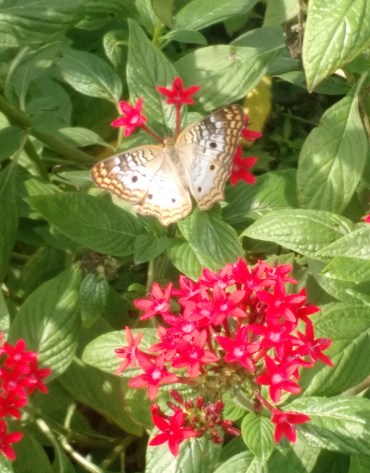 IMG_20180409_163542347