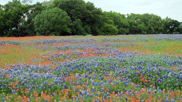 texas wildflowers