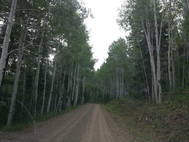 aspen trees