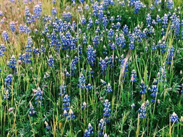 31180259_10156056204351251_8982393769907191808_n