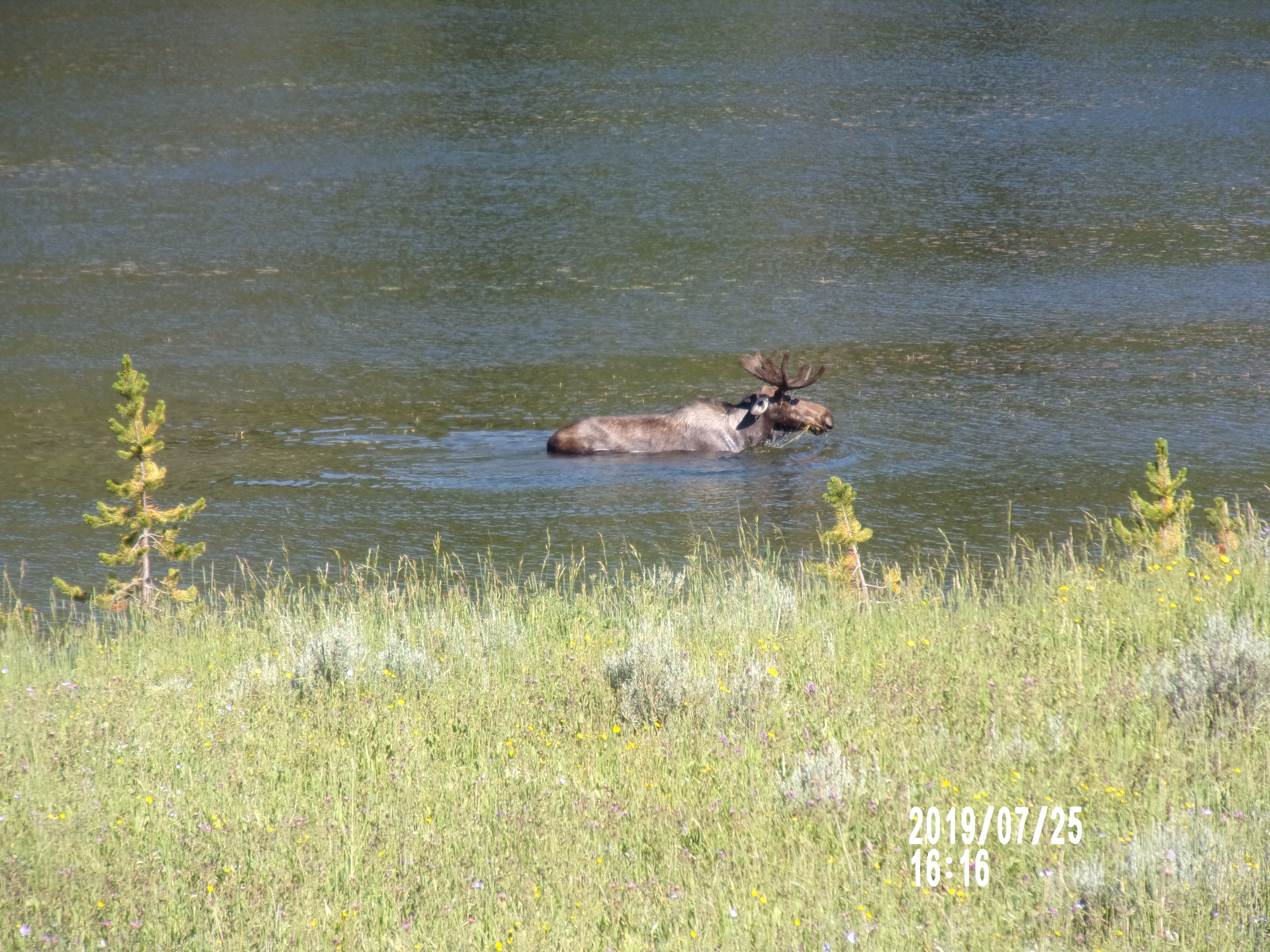 KODAK Digital Still Camera