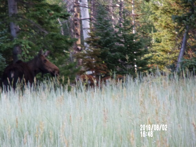 KODAK Digital Still Camera