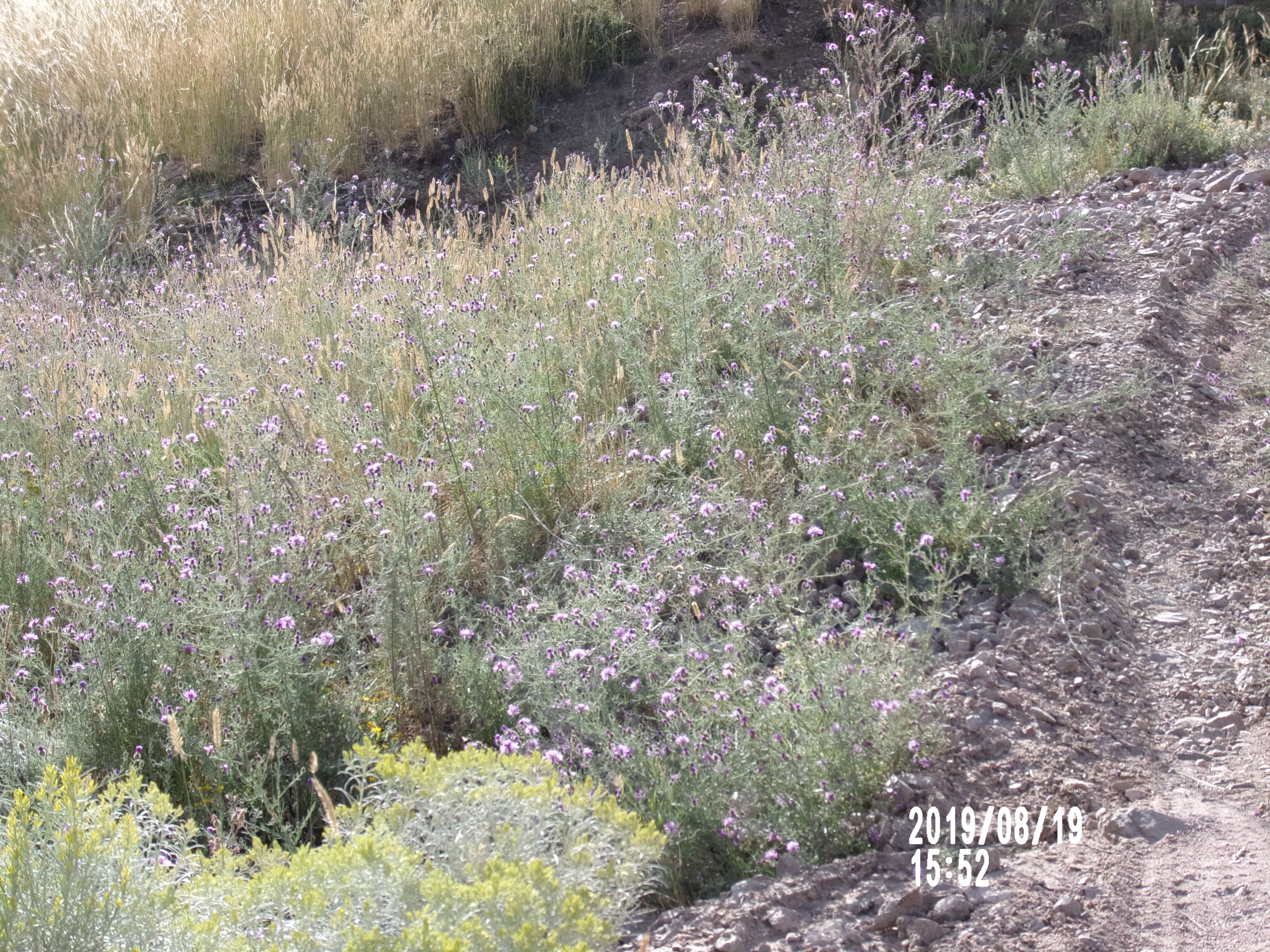 KODAK Digital Still Camera