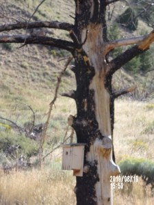 New bird house on burned tree