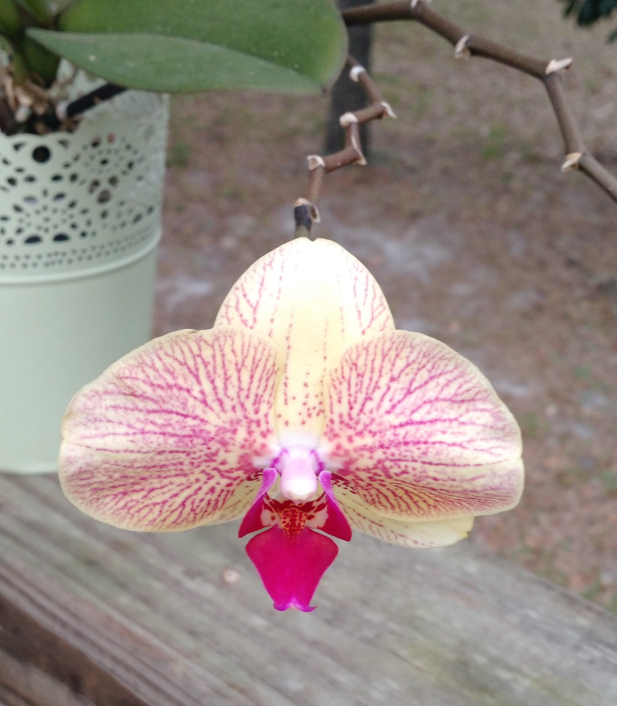 IMG_20170326_083123119